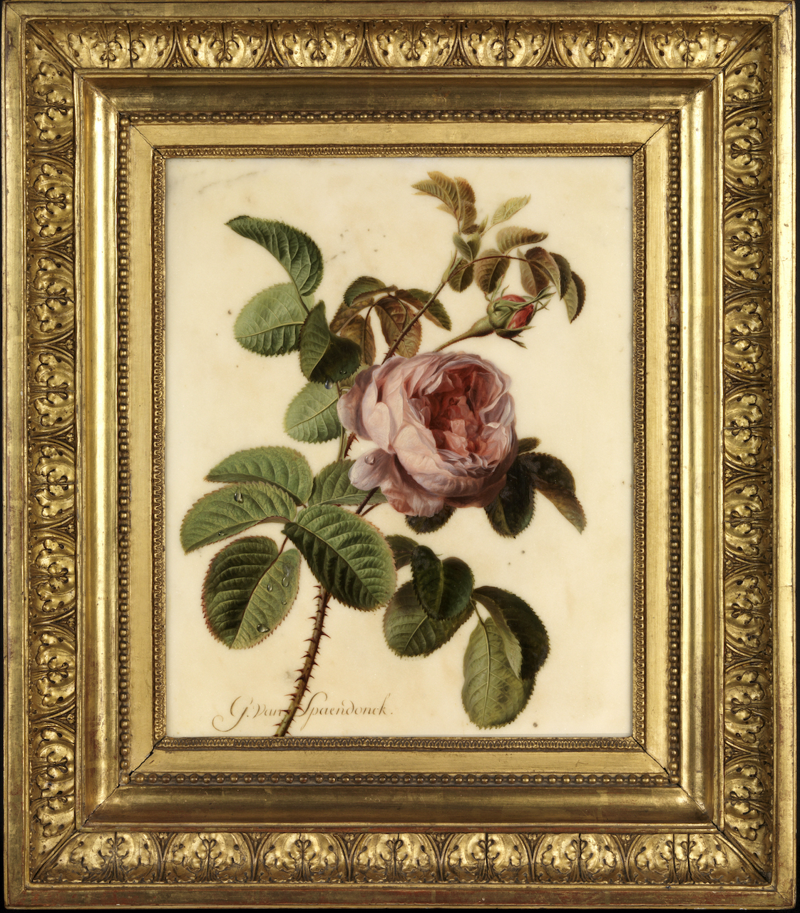 Gerard van Spaendonck Rosa centifolia op wit marmer